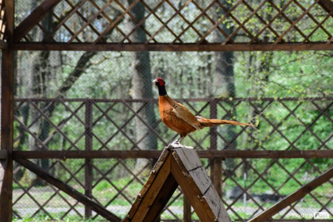Пернатий «випускний»: на Волині у дику природу випустили фазанів. ФОТОРЕПОРТАЖ