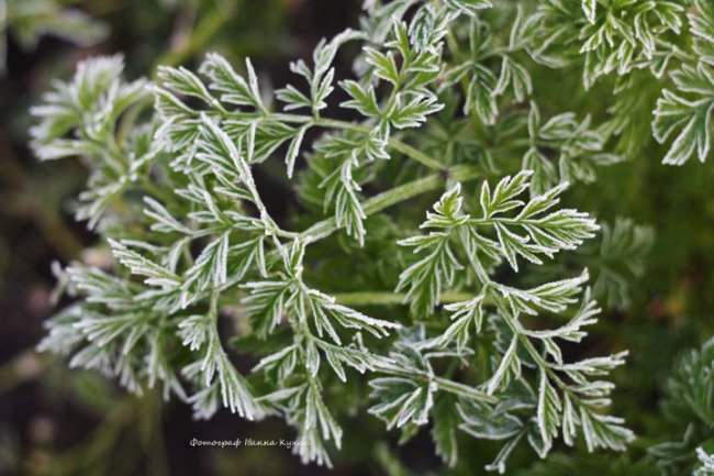 Іній всюди: неймовірні фото квітів від луцького фотографа