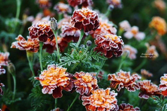 Іній всюди: неймовірні фото квітів від луцького фотографа