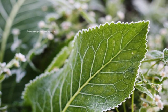 Іній всюди: неймовірні фото квітів від луцького фотографа