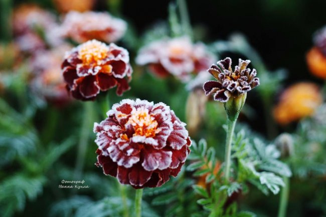 Іній всюди: неймовірні фото квітів від луцького фотографа