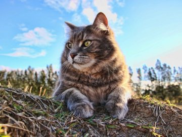 Якою буде погода у Луцьку у неділю, 4 серпня