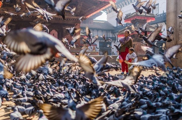 Маленька дитина годує голубів на площі Дурбар в Катманду, Непал. (Фото: Olivier Fox / National Geographic Photo Contest)