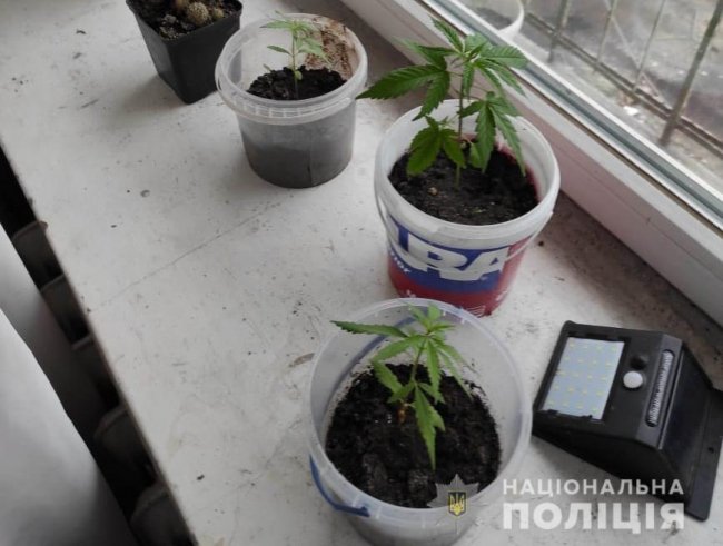 Вирощував коноплю замість вазонів: у волинянина вилучили марихуану