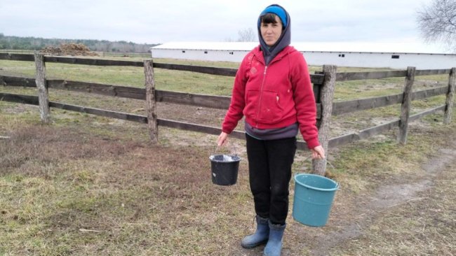 Як на Волині працюють сімейні ферми, на яких утримують корів. ВІДЕО