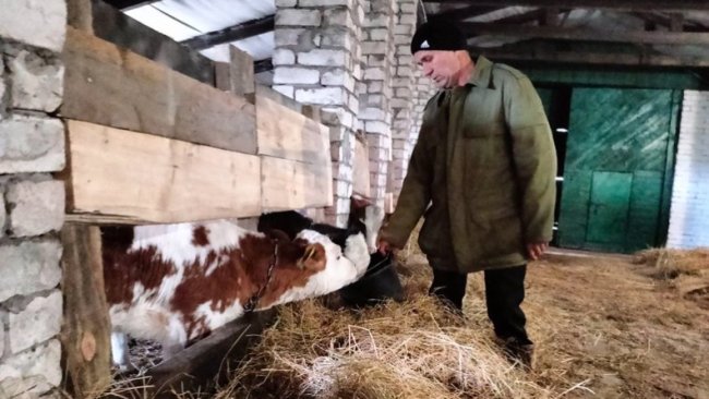 Як на Волині працюють сімейні ферми, на яких утримують корів. ВІДЕО