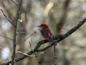 Волинський фотомайстер «упіймав» яскраву пташку