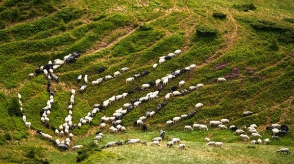 Чарівність карпатського літа крізь об'єктиви українських фотографів. ФОТО