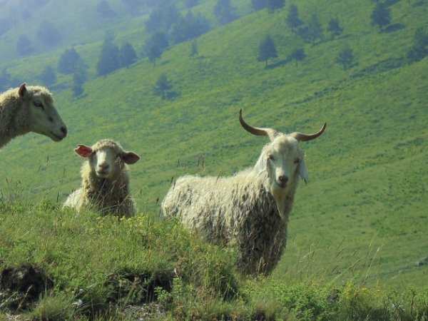 Чарівність карпатського літа крізь об'єктиви українських фотографів. ФОТО