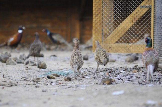 У лісництві на Волині почали розводити фазанів