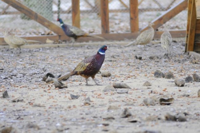 У лісництві на Волині почали розводити фазанів