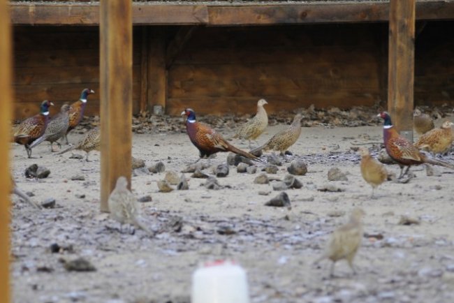 У лісництві на Волині почали розводити фазанів