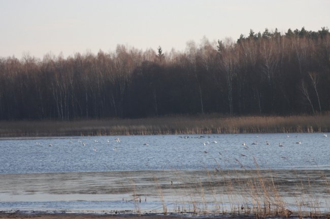 В нацпарку на Волині зимують більше сотні лебедів-шипунів