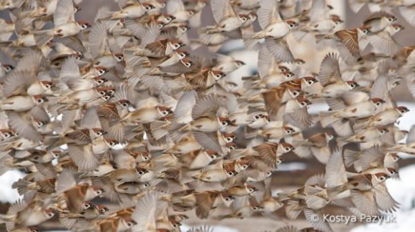 Світлина волинської бабусі - серед фото, які вразили весь світ. ФОТО