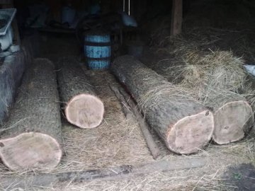 Поліцейські вилучили у волинянина незаконно зрізані дерева