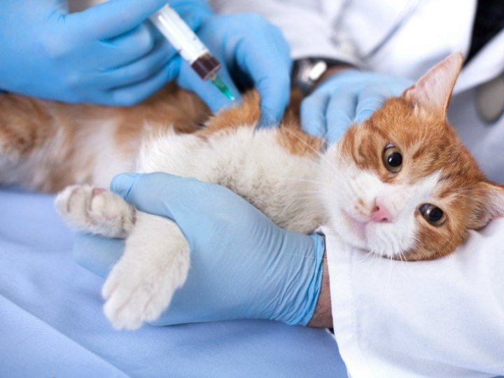 У місті на Волині безкоштовно вакцинуватимуть домашніх тварин
