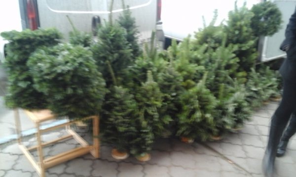 У Луцьку перевірили, де незаконно торгують ялинками