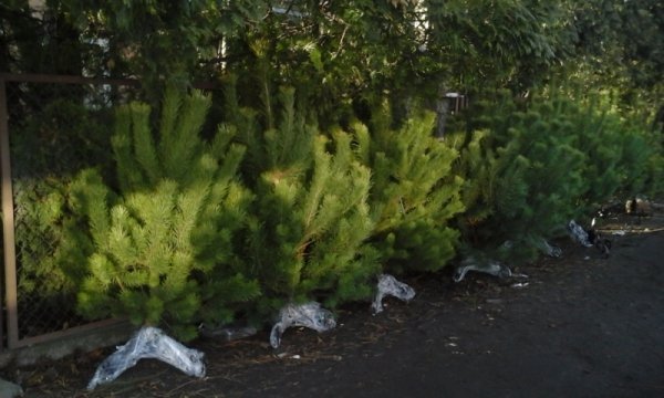 У Луцьку перевірили, де незаконно торгують ялинками