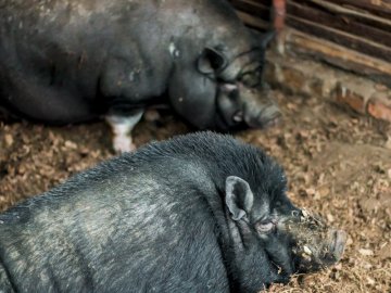 Рік Свині: милі п'ятачки луцького зоопарку. ФОТО