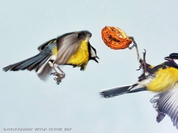 Як луцькі синички б'ються за горіх. ФОТО