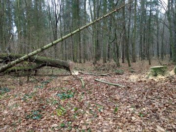 Фігурує вже у кількох справах: на Волині затримали автомобіль з незаконною деревиною