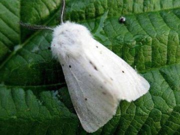 Волинь масово атакує американський білий метелик: все нові території запроваджують карантин