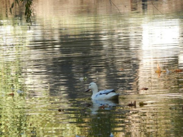 Осінь у Луцькому зоопарку. ФОТО