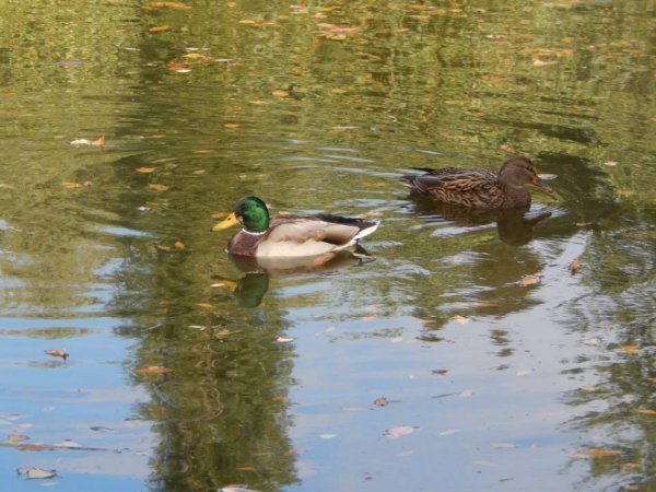 Осінь у Луцькому зоопарку. ФОТО