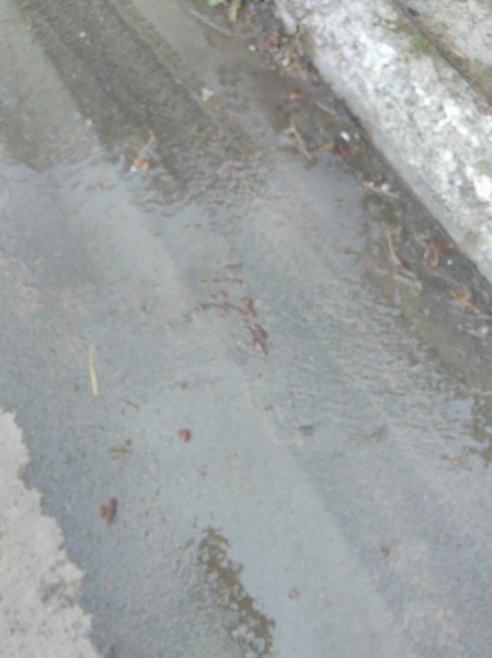 У Луцьку нечистоти заливають вулицю. ФОТО