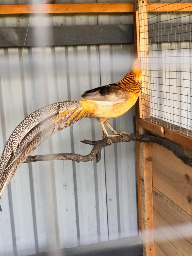 Володимир-Волинські лісівники зайнялися розведенням фазанів. ФОТО, ВІДЕО