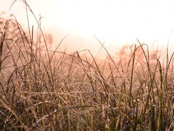 Казкові краєвиди Цуманської пущі. ФОТО