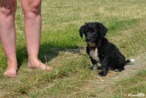 Спека змушує лучан роздягатися і лізти у міські водойми. ФОТО