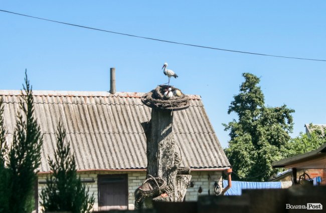 Безіменна вулиця і неназваний ставок: чим особливий неквапливий Вишків. ФОТО