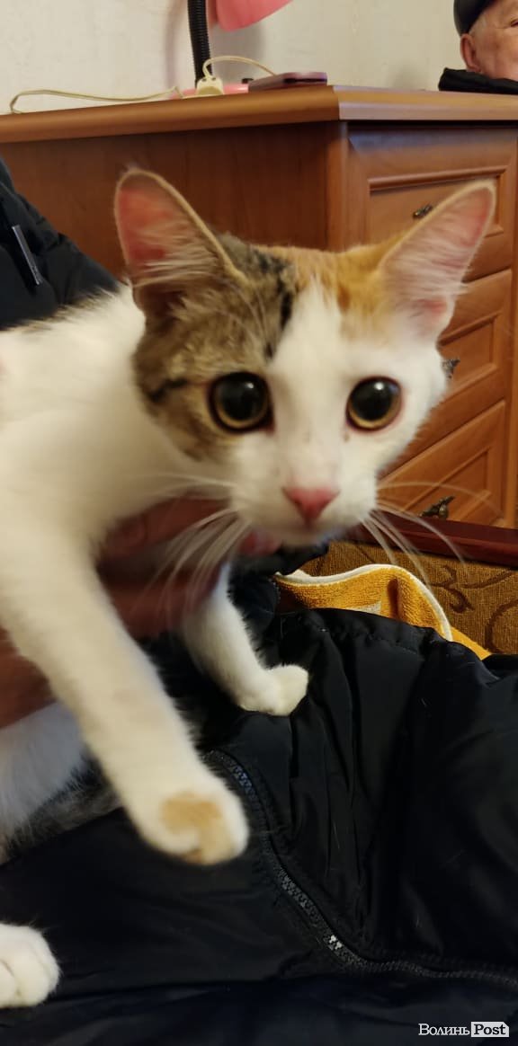 У Луцьку відчайдушні рятувальники зняли кота з височезного дерева. ФОТО, ВІДЕО