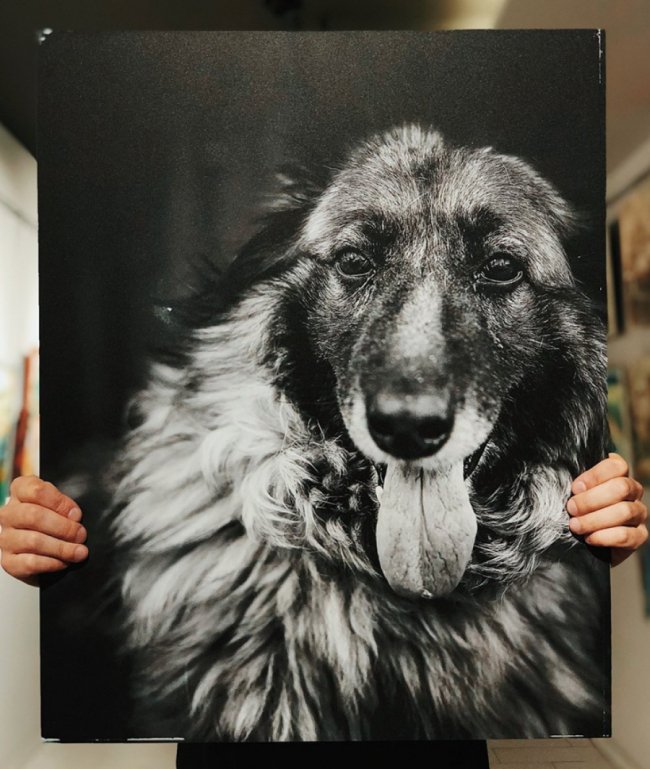 У Луцьку стартував аукціон на підтримку безпритульних тварин. ФОТО