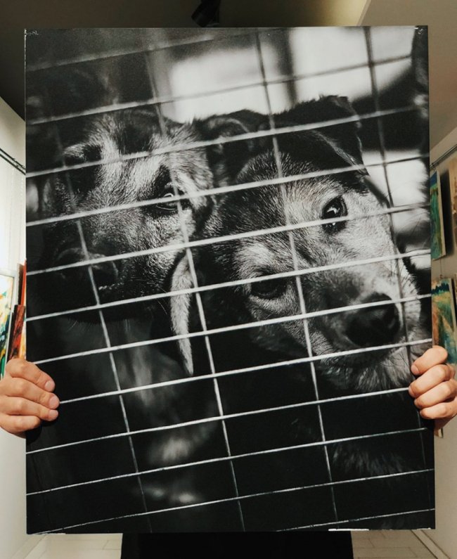 У Луцьку стартував аукціон на підтримку безпритульних тварин. ФОТО