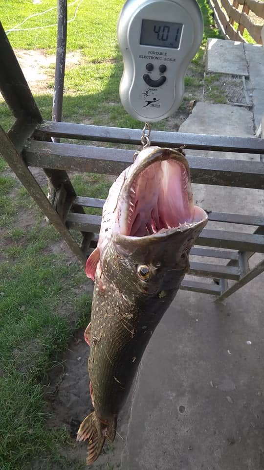 У Стиру чоловік упіймав величезну щуку. ФОТО