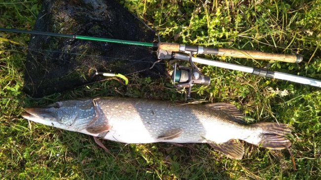 У Стиру чоловік упіймав величезну щуку. ФОТО