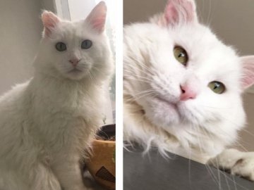 У Луцьку знайшли кота, за якого пропонували 500 доларів винагороди