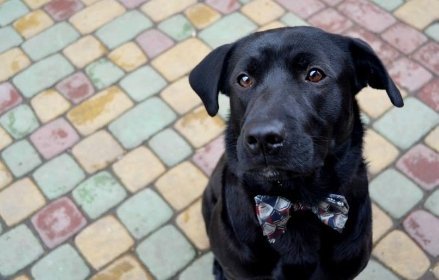 Фото «котячо-собачого» хіт-параду від Луцького зоопарку (част. 3)