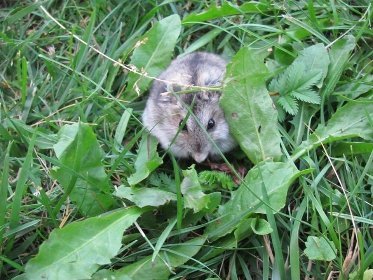 Фото «котячо-собачого» хіт-параду від Луцького зоопарку (част. 3)