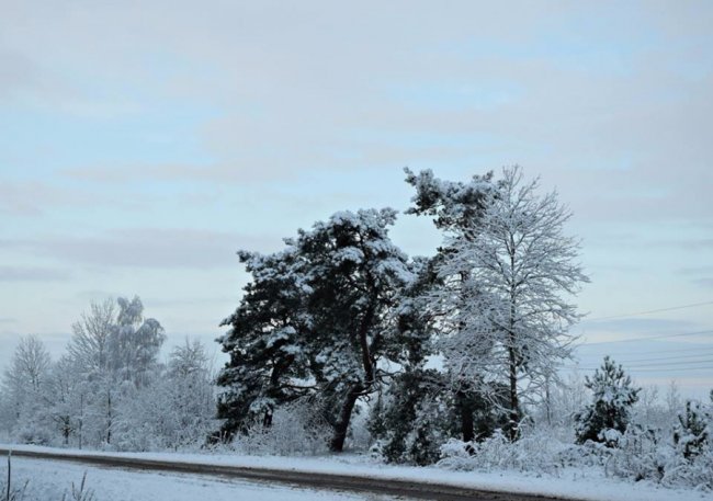 Калинові кетяги і заметені дерева: чудові фото снігопаду на Волині