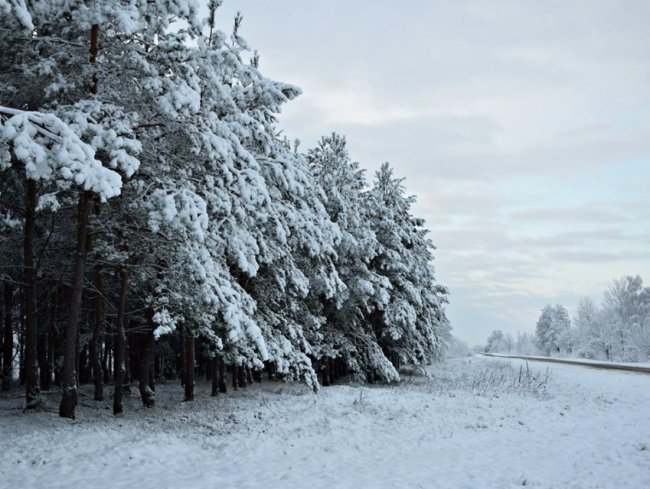 Калинові кетяги і заметені дерева: чудові фото снігопаду на Волині