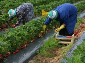 У Польщі на літніх сезонних роботах зростає кількість українських вчителів