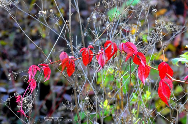 Роса і павутинки: луцький фотограф поділився осінніми світлинами