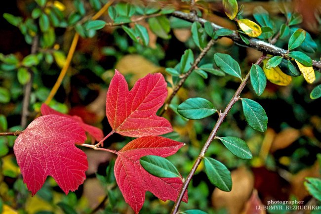 Роса і павутинки: луцький фотограф поділився осінніми світлинами