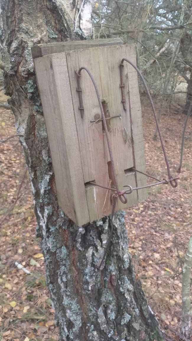 На Волині у нацпарку знайшли пастки браконьєрів. ФОТО