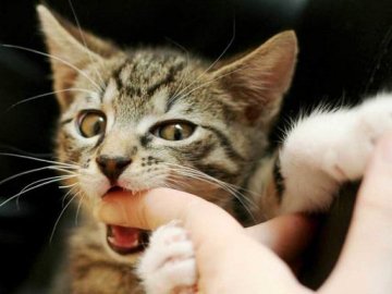 Що робити, якщо вас вкусила тварина: поради волинянам. ВІДЕО