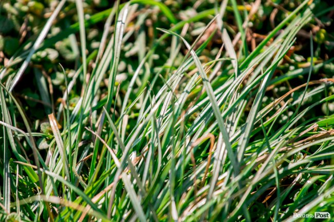 У Луцьку – майже весна. ФОТОРЕПОРТАЖ