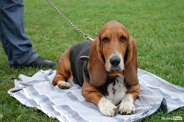 У Луцьку влаштували собаче свято. ФОТО